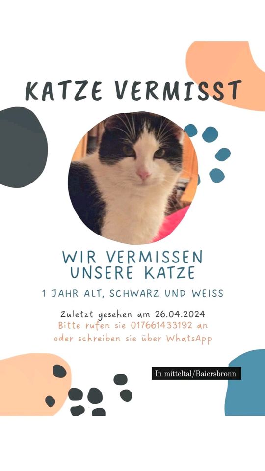Katze vermisst in mitteltal in Gernsbach