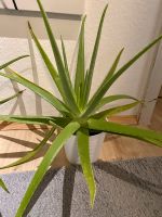 Aloe Vera !! Bayern - Kirchseeon Vorschau