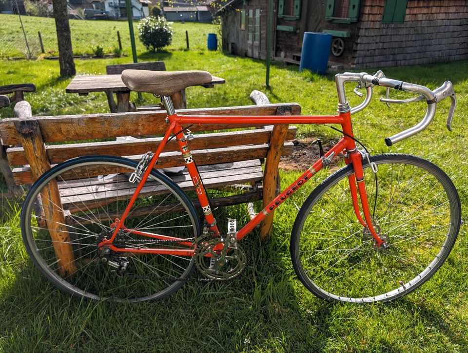 Peugeot Stahl Rennrad Restaurations bedürftig in Teisendorf