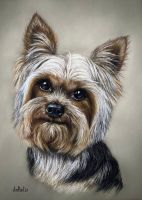 Gemälde.Yorkshire Terrier Hundeporträt 20x30 cm. Pastellzeichnung Berlin - Charlottenburg Vorschau