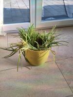 Zu verschenken: Aloe Vera Pflanze (ohne Topf) Bayern - Mitterskirchen Vorschau