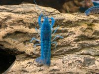 ❤️ Blaue Krebse Florida Krebse Aquarium Fische ❤️ Stuttgart - Sillenbuch Vorschau