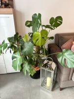 Monstera ca 120cm Nordrhein-Westfalen - Bergkamen Vorschau