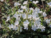 Immergrün Vinca minor ,Alba' weiß Bodendecker Schatten-Staude Hessen - Liebenau Vorschau