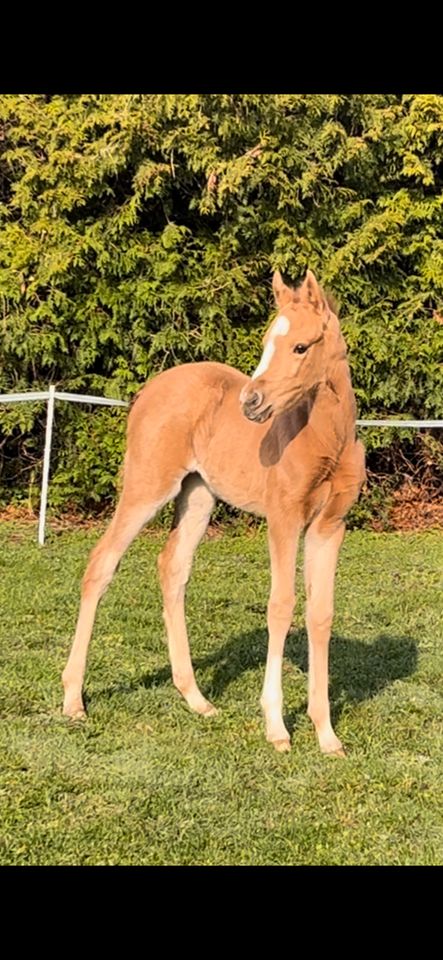 Spitzen Pony Dressurstute für Zucht/Sport und  Absatzfohlen in Nürnberg (Mittelfr)