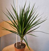 Gerandeter Drachenbaum: Gesunde Jungpflanze, Zimmerpflanze Berlin - Neukölln Vorschau