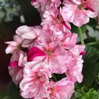 Dylan Cherone Pelargonie Geranien Hessen - Florstadt Vorschau