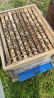 Bienen Bienenvölker Carnica auf Zander Königin von 2023 Baden-Württemberg - Leutkirch im Allgäu Vorschau