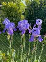 Große Iris Pflanze Zwiebelpflanze lila flieder Freiburg im Breisgau - Altstadt Vorschau