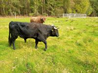 Highland Cattle, Rinder Robustrinder Absetzer Mutterkuh Bulle Niedersachsen - Stelle Vorschau