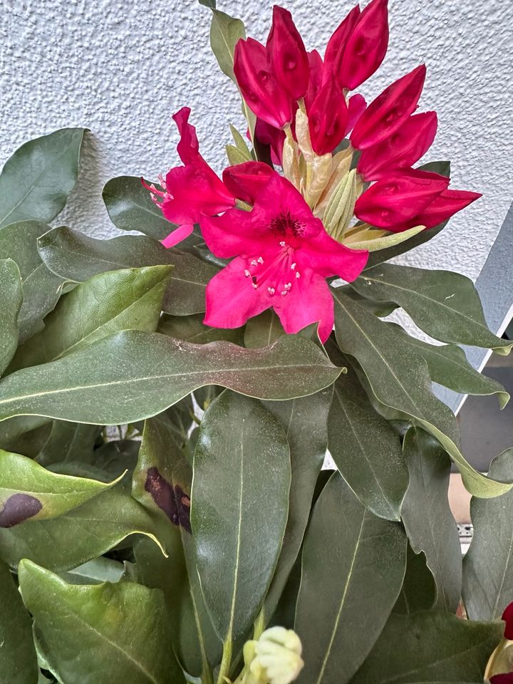 Rhododendron rot pink Strauch Pflanze in Heidelberg