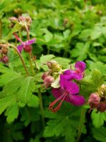 Storchenschnabel pink. Bodendecker. Stauden Kreis Ostholstein - Eutin Vorschau