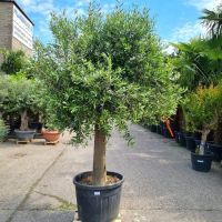 Olivenbaum Olea Europaea Nr13- 54cm Stammu. 240cm hoch winterhart Nordrhein-Westfalen - Oberhausen Vorschau