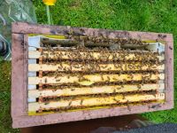 Bienen Bienenvolk Bienenvölker Ableger Zander Hessen - Ehringshausen Vorschau