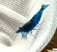 Blue Dream Garnelen Aquarium Aquaristik Hannover - Vahrenwald-List Vorschau