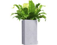 Pflanzvase Lechuza Canto Stone Kunststoff LxB 30 x 30 cm H 56 cm Niedersachsen - Garbsen Vorschau