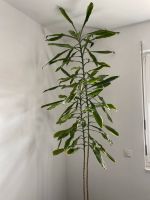 Zimmerpflanze groß Duftener Drachenbaum Nordrhein-Westfalen - Frechen Vorschau