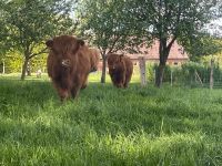 Schottische Hochlandrinder Färsen und Bullen Niedersachsen - Wildeshausen Vorschau