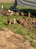 Legehennen Hühner Rheinland-Pfalz - Kirchheimbolanden Vorschau