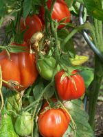 Tomatenpflanzen Bayern - Nittendorf  Vorschau