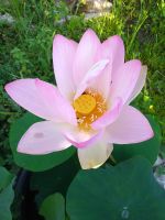 Lotusblume für Teich oder Kübel! Rheinland-Pfalz - Wörth am Rhein Vorschau