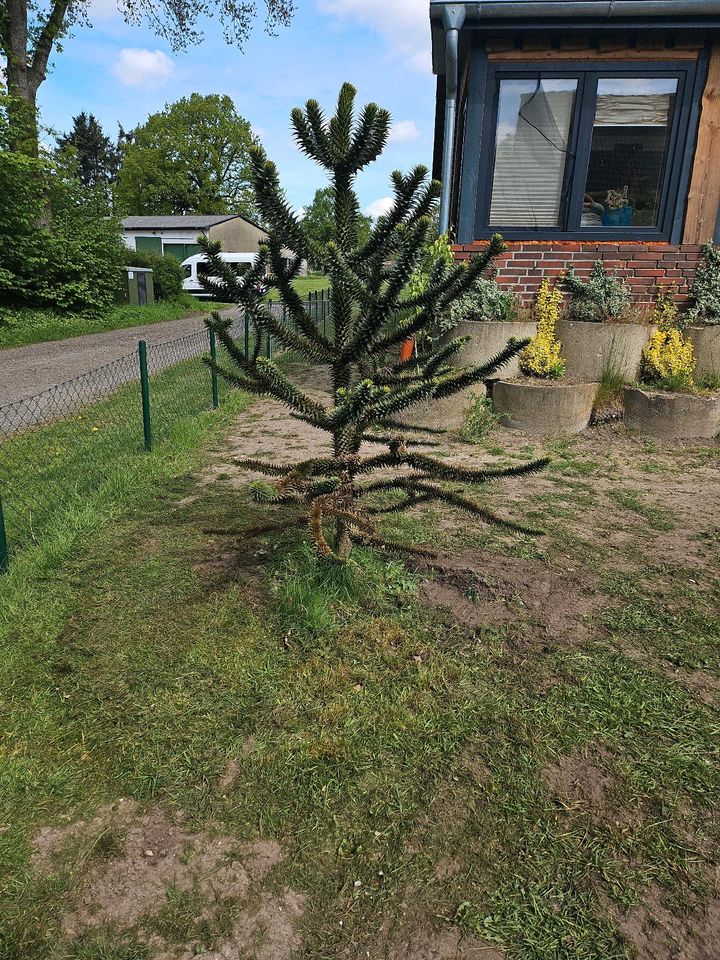 Affenbaum zum selbst ausbuddeln in Schmalfeld