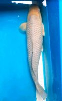 Japan Koi Soragoi 55 cm Samudra Koifarm Nordrhein-Westfalen - Korschenbroich Vorschau