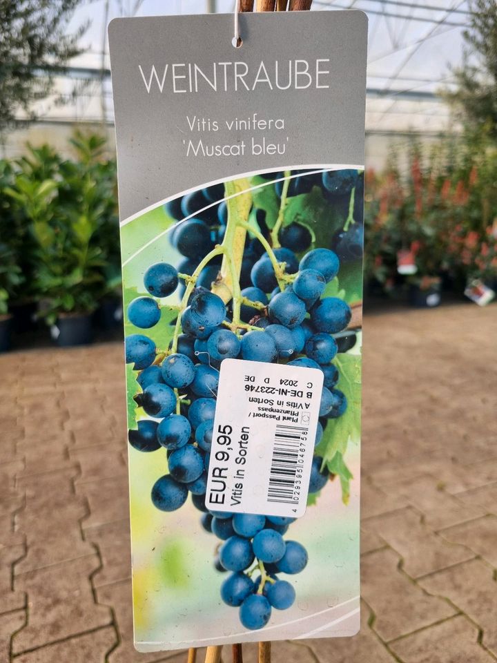 Weintrauben 'Vitis vinifera' verschiedene Sorten ab 12,95€ - Direkt vom Gärtner! in Bad Zwischenahn