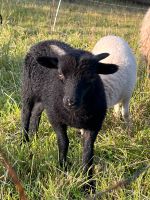 Ouessant Bock Lamm schwarz abzugeben Brandenburg - Doberlug-Kirchhain Vorschau