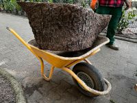 Fichte Stamm Holz Brennholz zu verschenken Berlin - Charlottenburg Vorschau