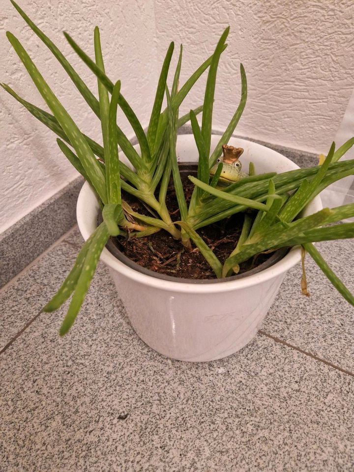 Aloe vera Sweet barbadensis miller Pflanzen Ableger Heilwirkung in Dortmund