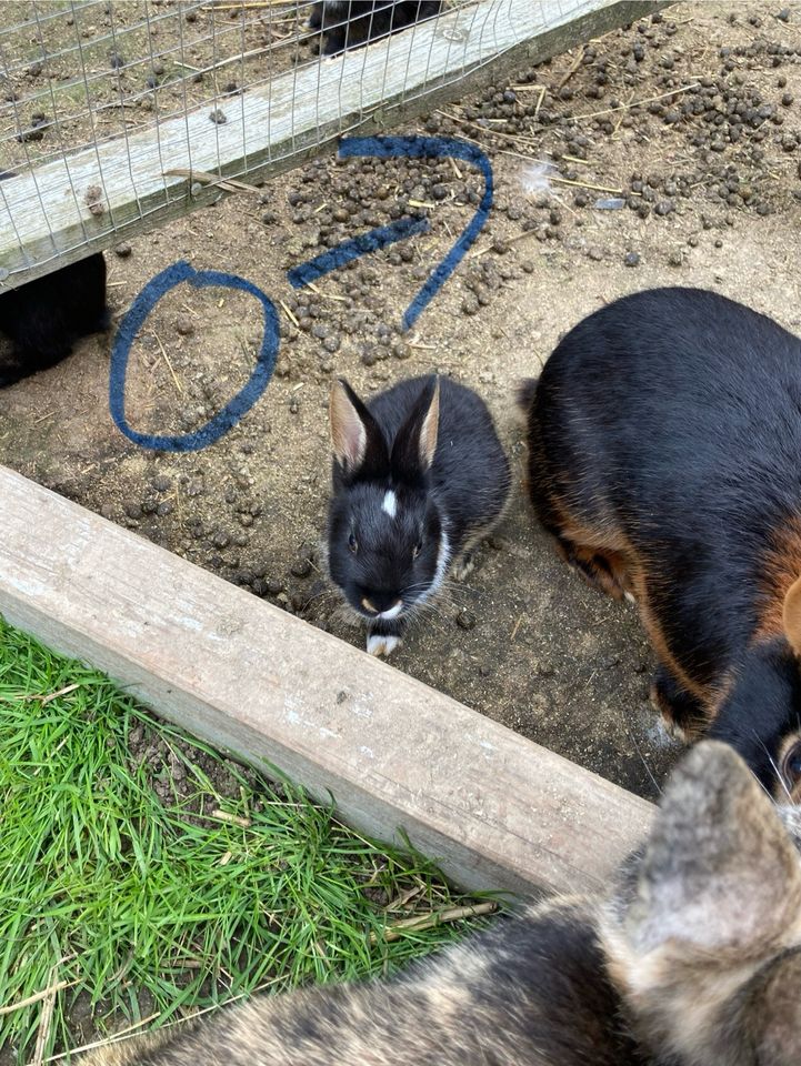 Hasen aus Freilandhaltung, Hase, Kaninchen in Greiz