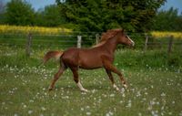 Ein Traum vom Pony, Welsh B Hengst Willi sucht Schleswig-Holstein - Hohenfelde bei Kiel Vorschau