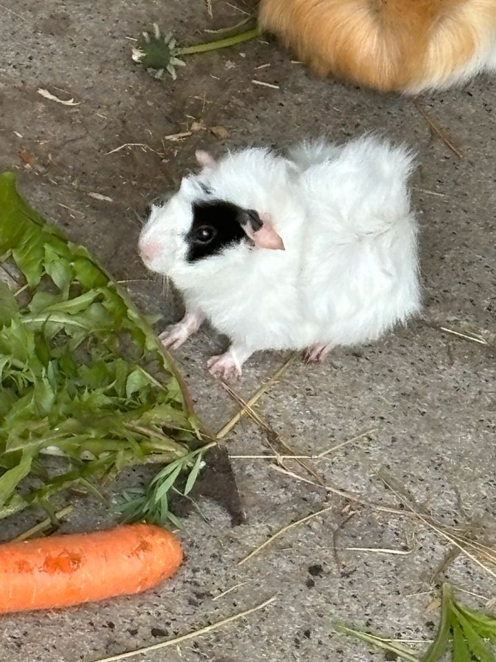 Meerschweinchen Buben Böcke in Hage