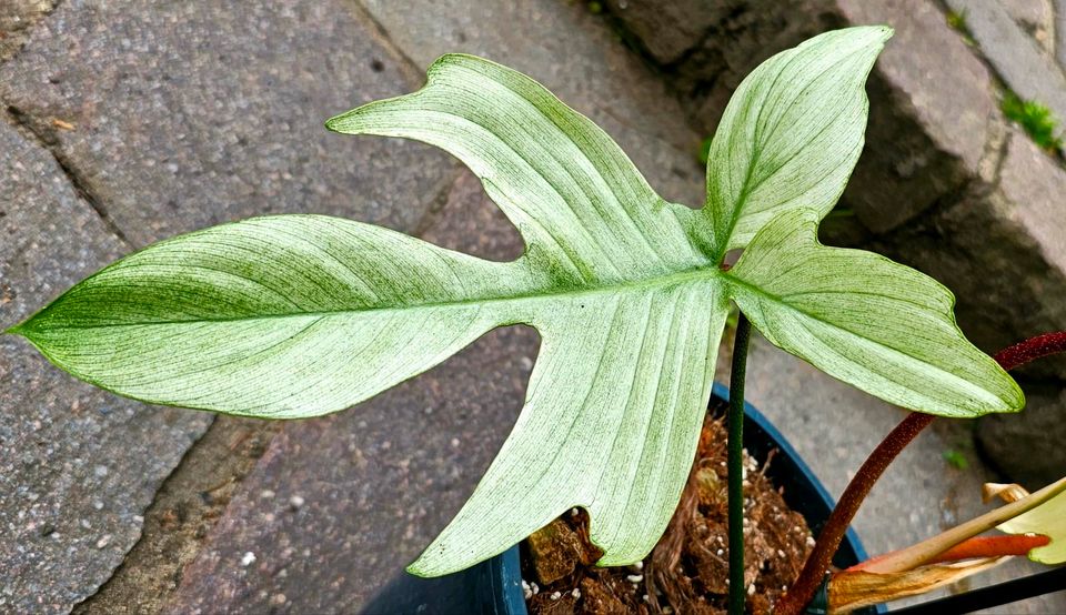 Große Philodendron Florida Ghost white mint - M25 in Obertshausen