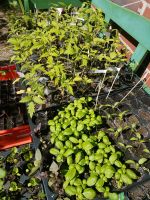 Tausche Garten & Gemüsepflanzen Stauden Beeren Ewiges Gemüse Harburg - Hamburg Heimfeld Vorschau