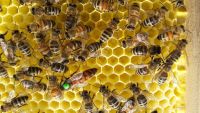 Bienen Buckfast F1 Königin 2024 Hessen - Ehringshausen Vorschau