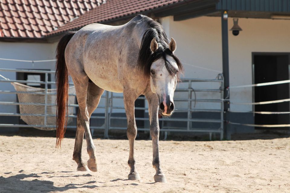 4-jähr. Araber Hengst geb 4/20 sucht 5*-Möhrchengeber in Ehingen Mittelfr