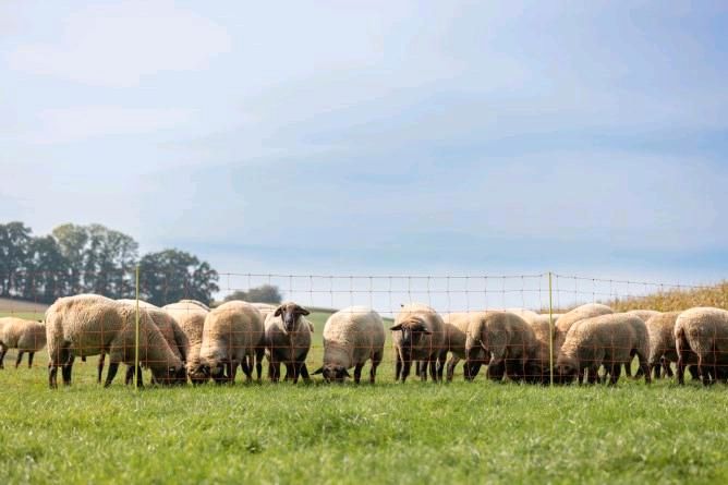 Aktion! Schafzaun Staffelpreise, Schafnetz, Weidenetz, Steckzaun in Engelsberg