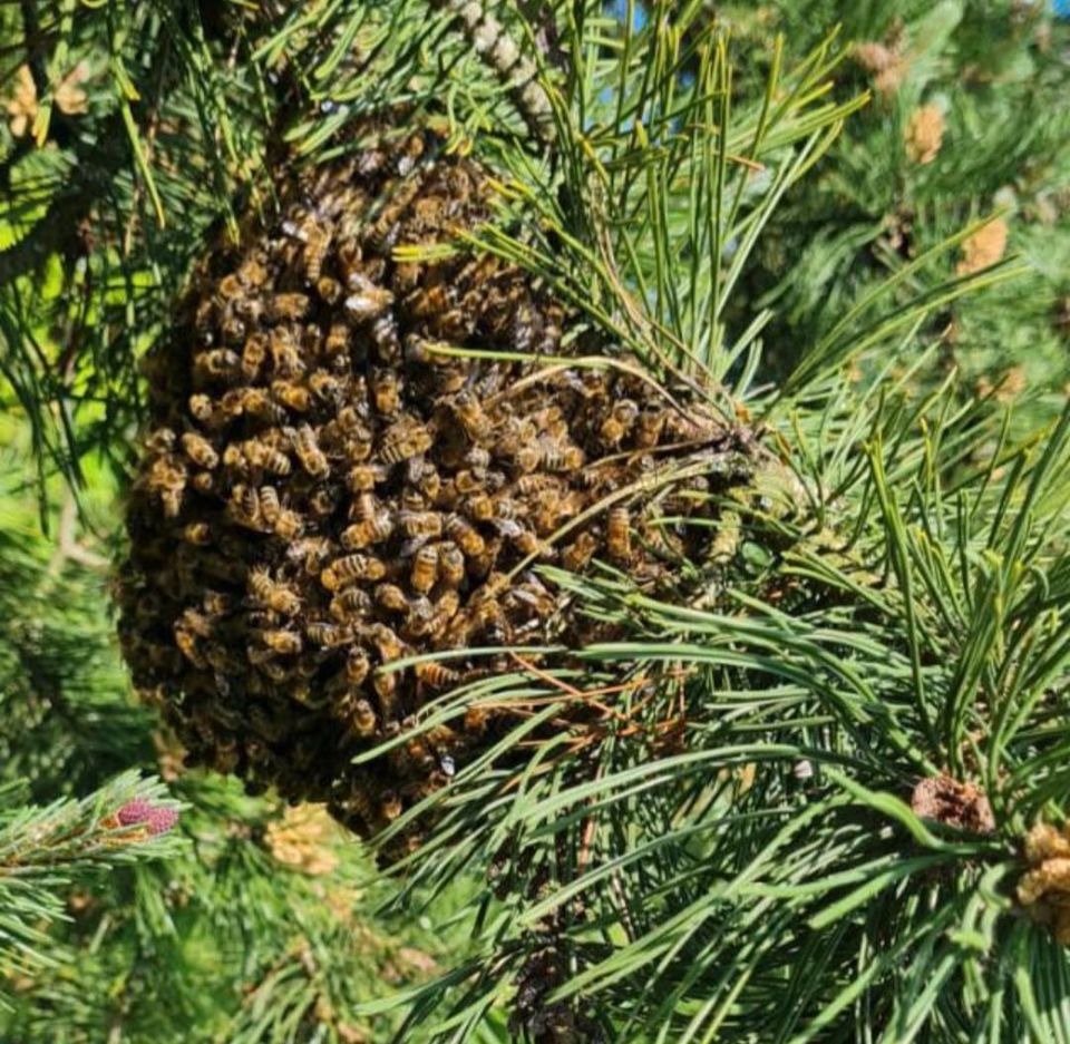 Bienenschwarm fangen in Neustadt (Wied)