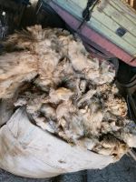Schafswolle Bigpack ca 150kg Nordrhein-Westfalen - Stemwede Vorschau