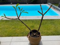 Frangipani Tempelbaum Plumeria gelb-weiße Blüten 113 cm hoch Hessen - Niestetal Vorschau