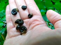 Schwarze Posthornschnecken Planorbarius Niedersachsen - Schellerten Vorschau