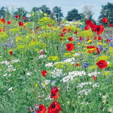 Blühwiesen neu anlegen, Bienenweiden, Blumenwiesen in Bad Zwischenahn