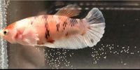 Kampffisch Betta Dumbo Plakat Candy Copper female Dithmarschen - Tellingstedt Vorschau