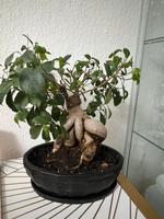 Bonsai Ficus Ginseng Schleswig-Holstein - Norderstedt Vorschau