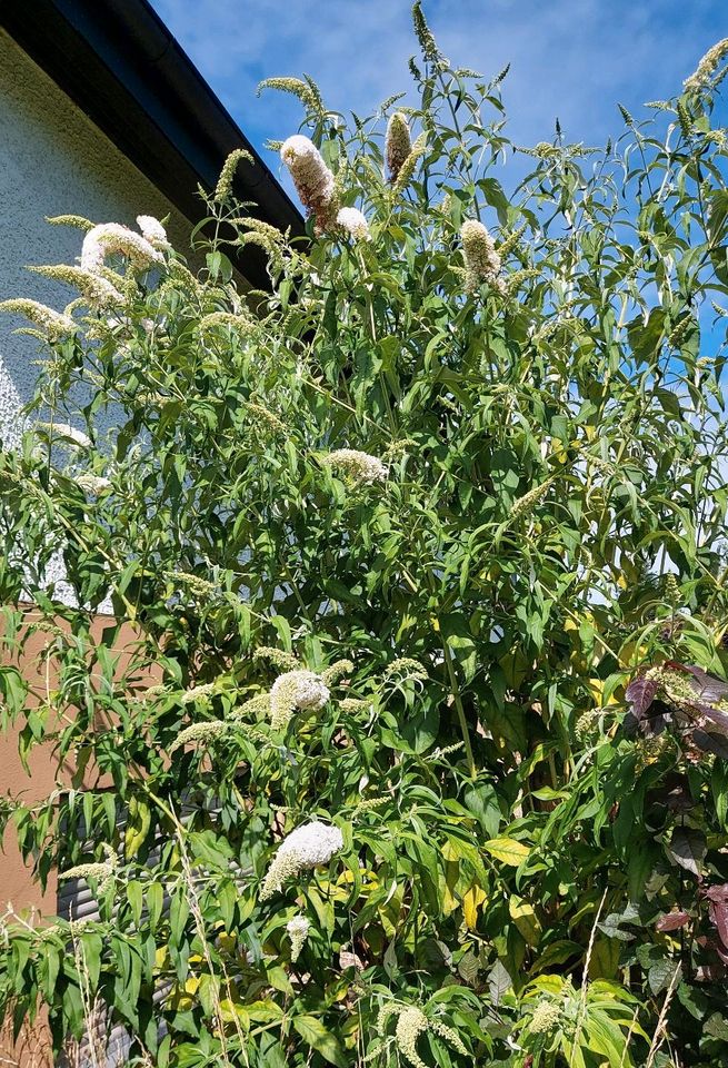 Sommerflieder Schmetterlingsflieder weiß Jungpflanzen Garten in Neresheim