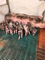 Pietrain Ferkel, Schinkenschweine, ca 30 kg Nordrhein-Westfalen - Ennigerloh Vorschau