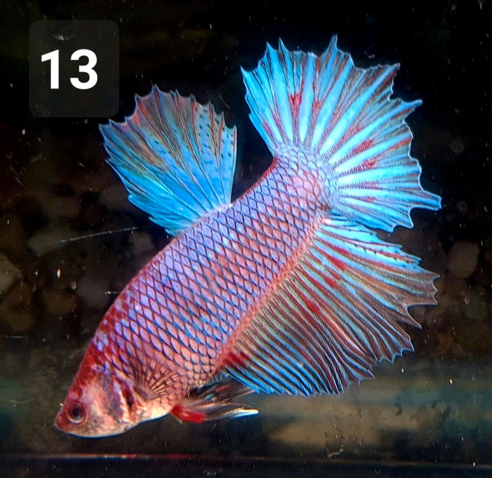 Männlich Kampffisch / Betta splendens HM in Berlin