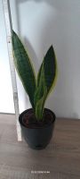 Bogenhanf pflegeleichte Zimmerpflanze Sansevieria trifasciata . Unstruttal - Lengefeld Vorschau